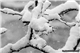 Photo 008